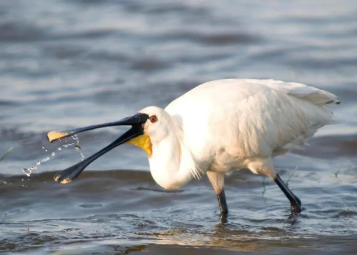 Near Groote Keeten Callantsoog